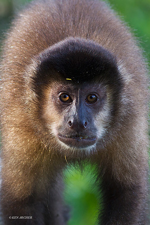 Brown Capuchin Monkey - ARML00380