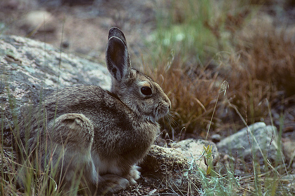 ctrb430254-Cottontail-Rabbit