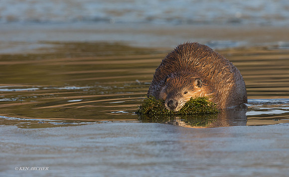 BVR00373 - Beaver