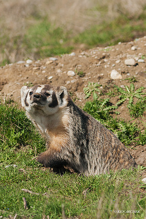 BR00082 - Badger