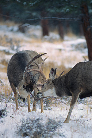 Mule Deer Bucks Sparring - MUDR481919