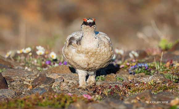 NMRM01350 - Rock Ptarmigan