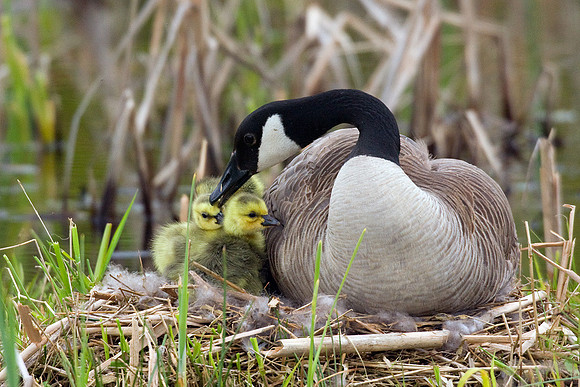 Canada Goose Goslings