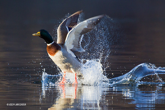 MDFL04842 - Mallard Duck