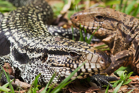 Black Tegu - ARRT00217