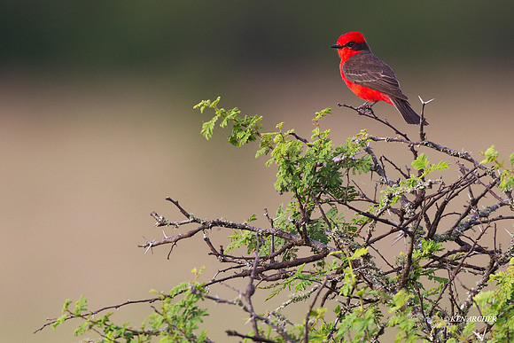 Vermilion Flycatcher - ARBD00694
