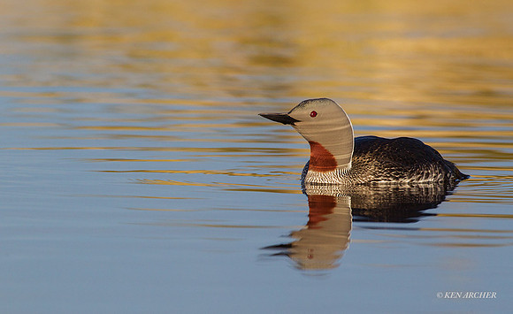 NMRL01018 - Red-throated Loon
