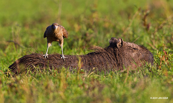 Chimango Caracara - ARRP00152