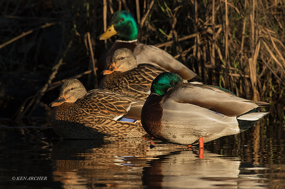 MDDK01703 - Mallard Duck