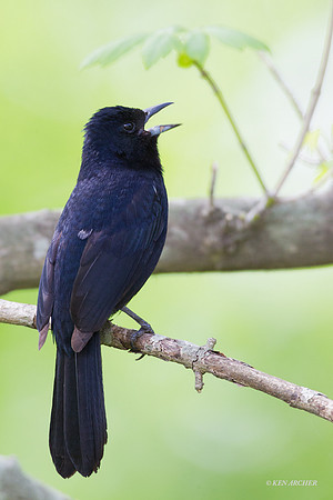 White-lined Tanager - ARBD00229