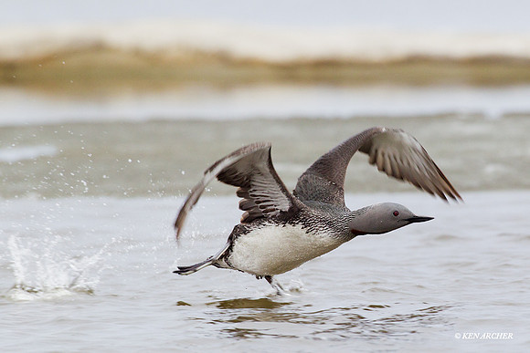 NMRL00292 Red-throated Loon