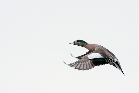 WNFL00963-Widgeon-Duck
