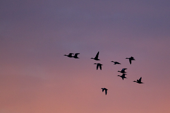 WNFL00272-Widgeon