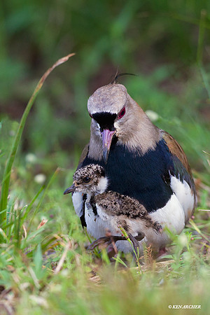 Southern Lapwing - ARSB00894