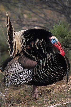 MMTY440483 Merriam's Tom Turkey