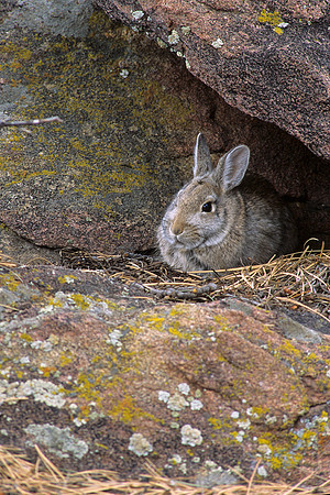 CTRB430458-Cottontail-Rabbit
