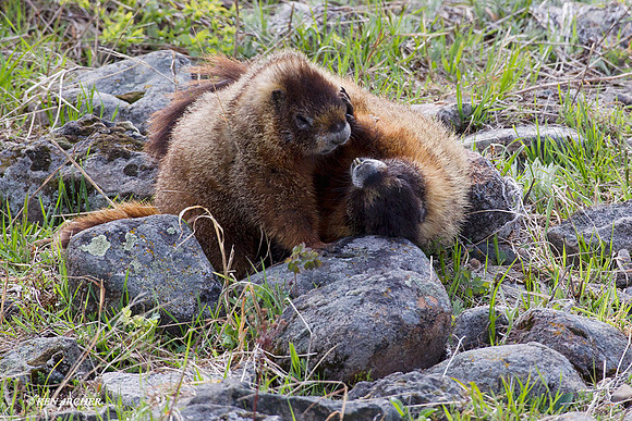 YBMT00070 Yellow-bellied Marmot