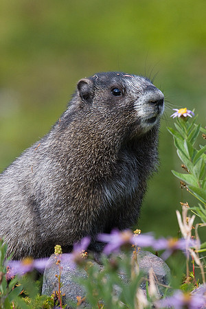 Hoary Marmot - HYMT00043
