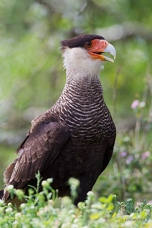 Southern Crested Caracara - ARRP00031