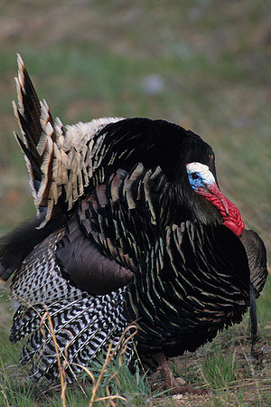 MMTY440477 Merriam's Tom Turkey