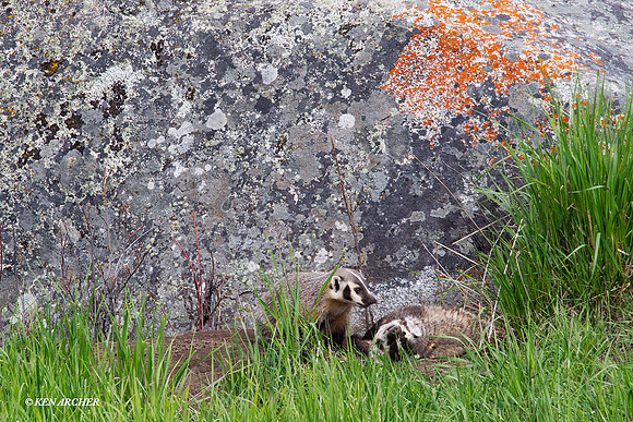BR00292 Badger
