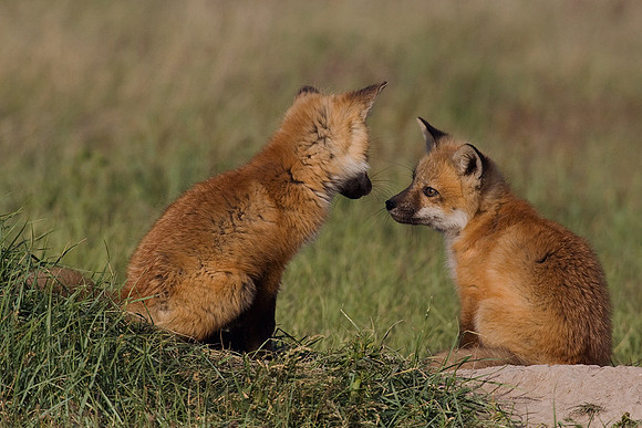 RF00301-Red-Fox-Kit