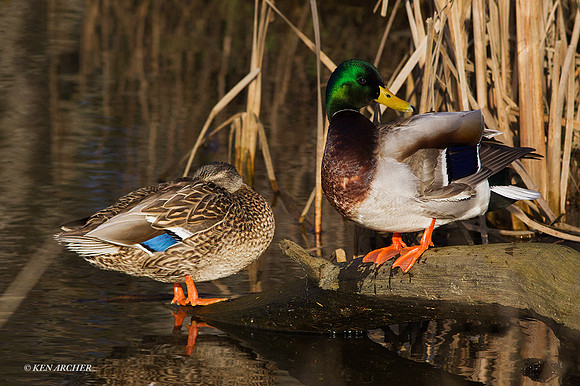 MDDK01402 - Mallard Duck