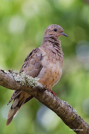 Eared Dove - ARBD01615