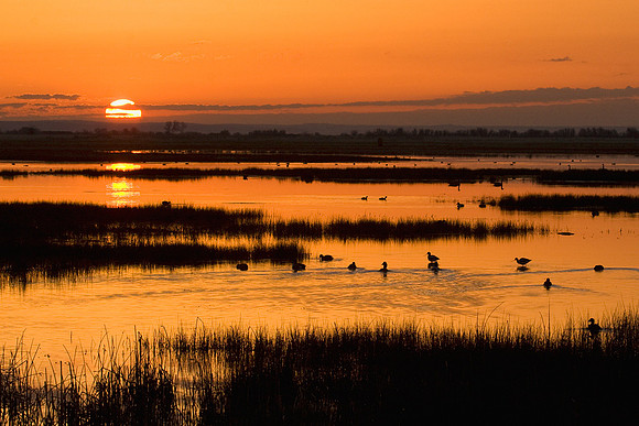 MASE00060-Marsh-Wetlands