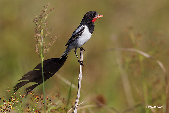 Strange-tailed Tyrant - ARBD00609