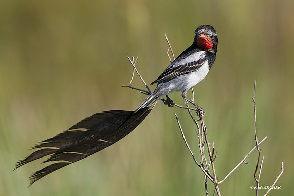 Strange-tailed Tyrant - ARBD00618
