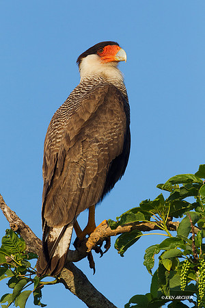 Southern Crested Caracara - ARRP00061
