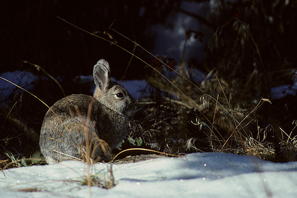 CTRB010827-Cottontail-rabbit