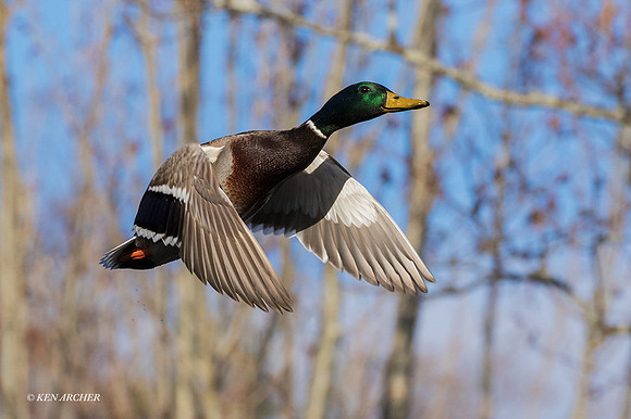 MDFL05908 - Mallard Duck