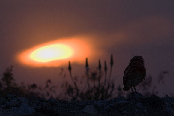 Burrowing Owl at Dusk - BWO00194