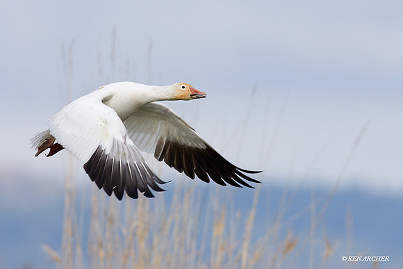 Snow Goose - SNGS02175