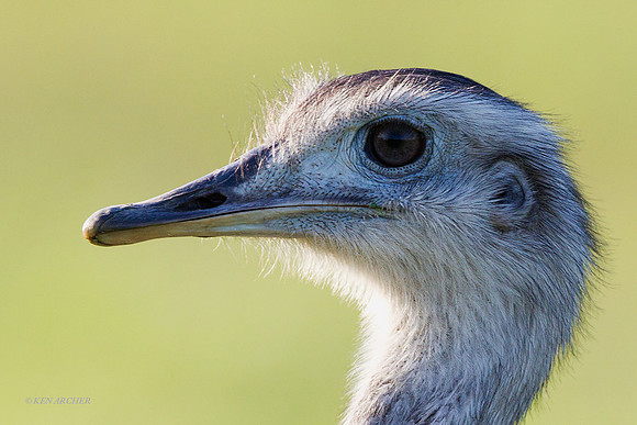 Greater Rhea - ARBD01951