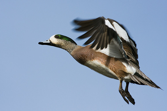WNFL01382-American-Widgeon-Duck