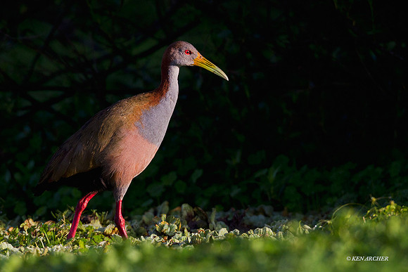 Giant Wood Rail - ARSB00566