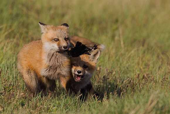 Red Fox Kits Playing - RF00283