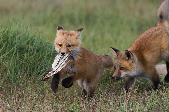 RF00256-Red-Fox-Kit