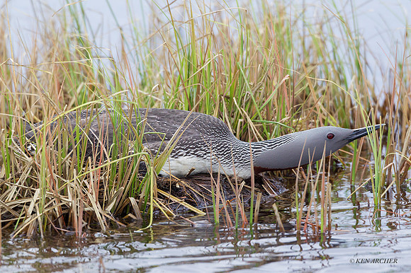 NMRL00143 - Red-throated Loon