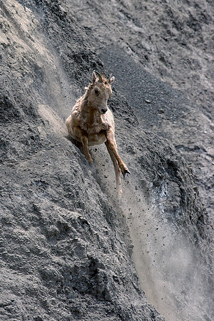 Rocky Mountain Bighorn Sheep Ewe