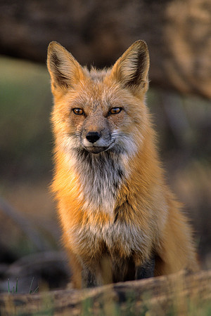 Red Fox Vixen