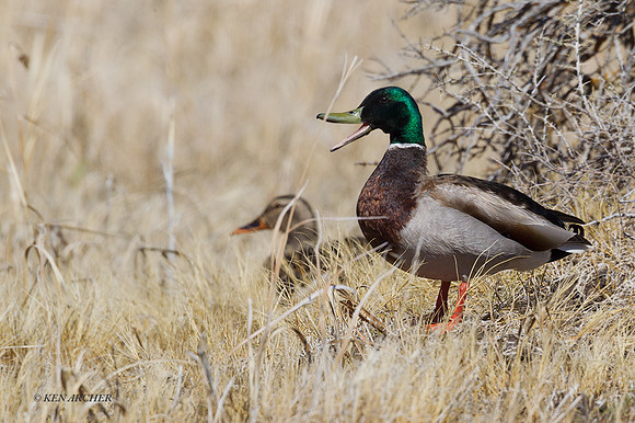 MDDK01142 - Mallard Duck