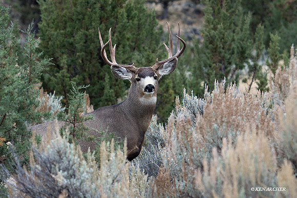 MLDR00402 Mule Deer