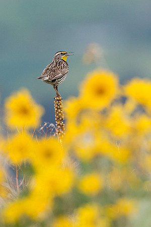 WNMK00107-Western-Meadow-Lark