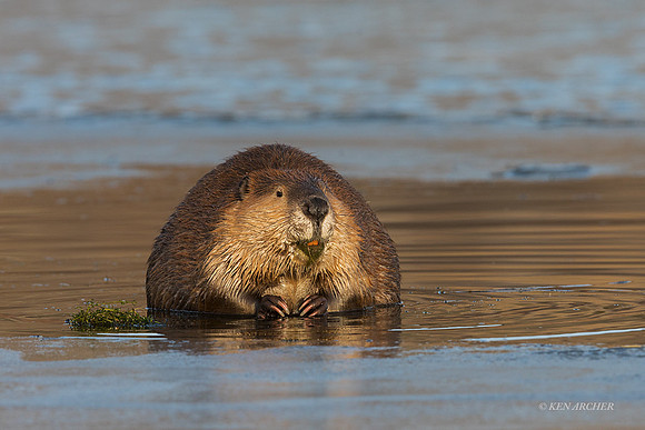 BVR00396 - Beaver