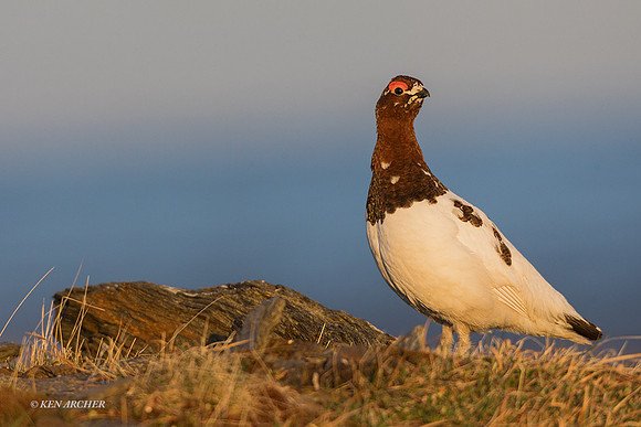 NMWP00989 - Willow Ptarmigan