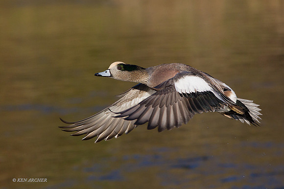WNFL03749 - American Widgeon